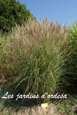 Miscanthus sinensis gracilimus